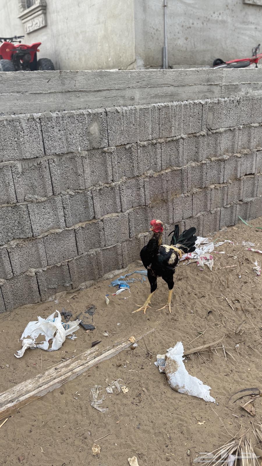 ديك للبيع63934830125186110