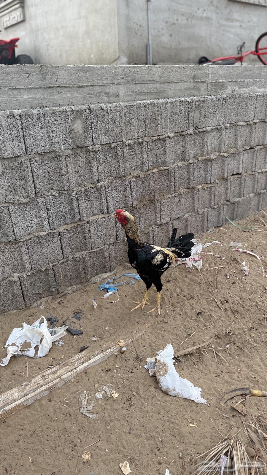 ديك للبيع63934830125186111
