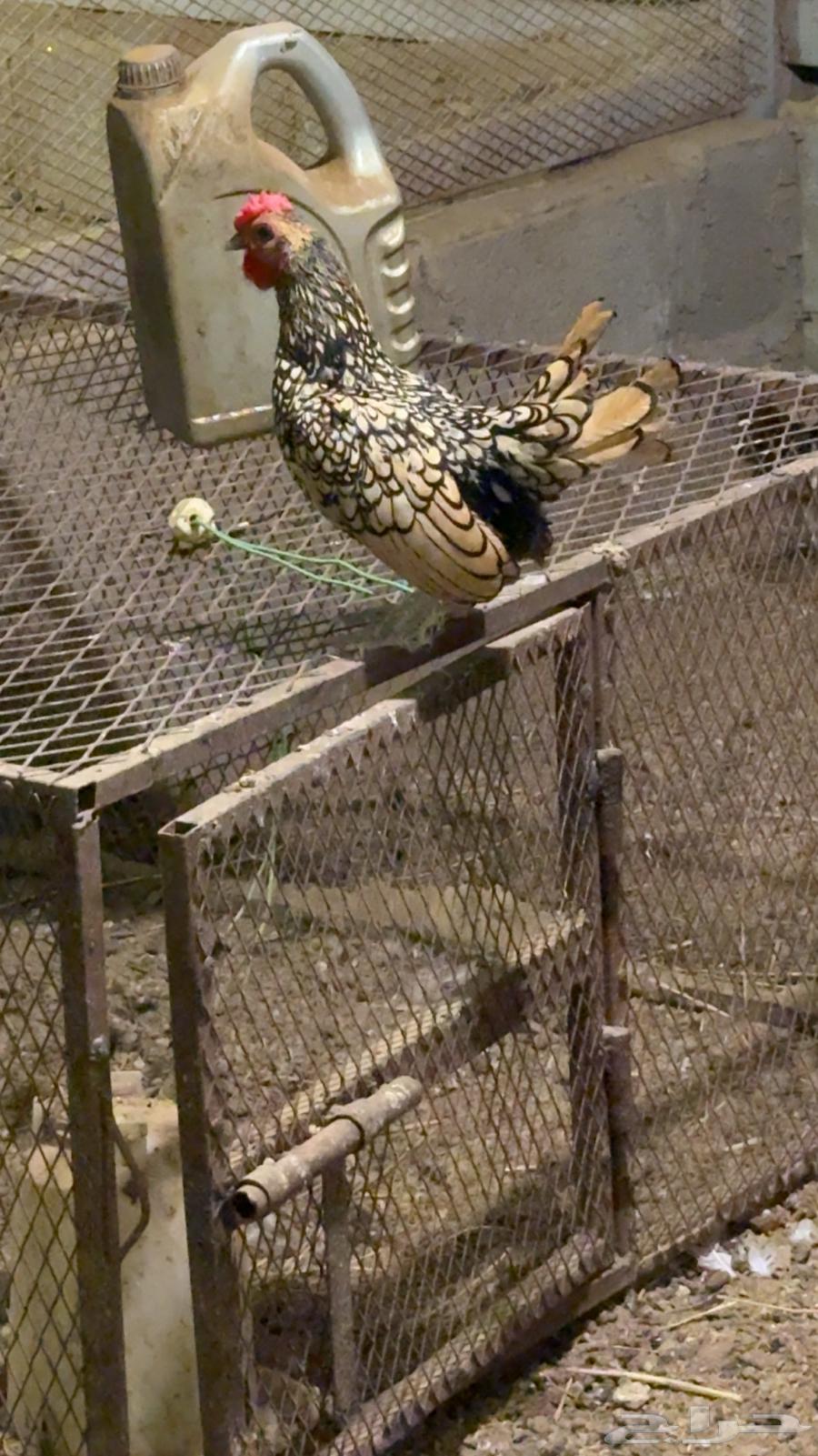 Copper Rooster Sprite63925955356161110