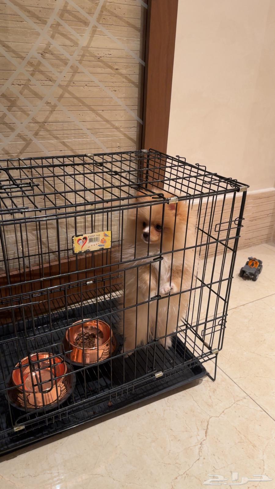 Pomeranians and a type of pitbull for sale63939236379777111