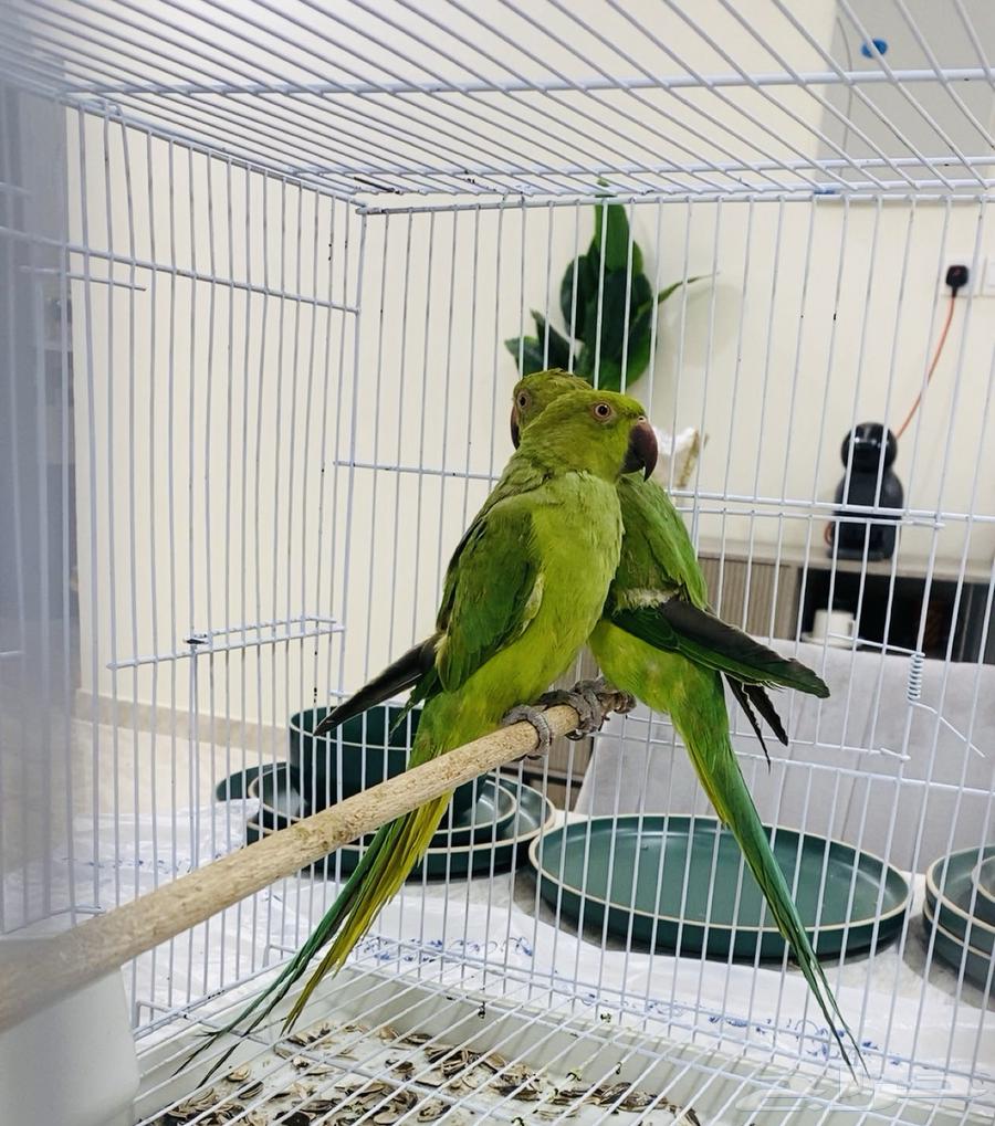 Darah Birds Pair63930982177539110