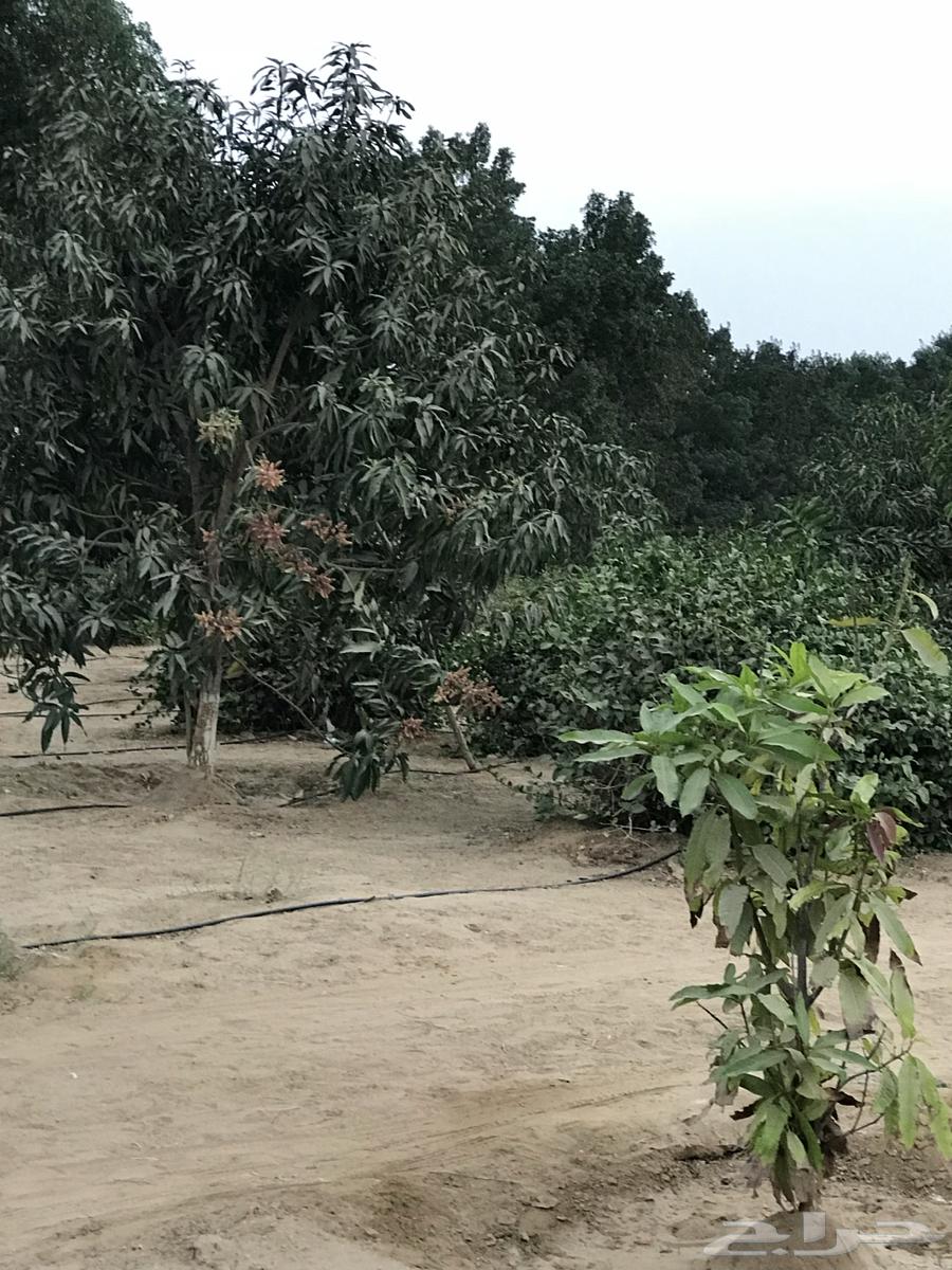 Mazra'a H64177221901954111