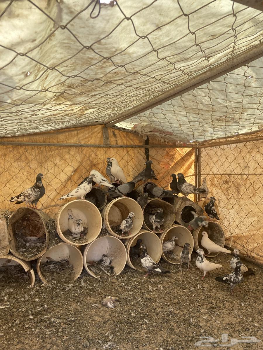 Hamam for sale63947651270019110
