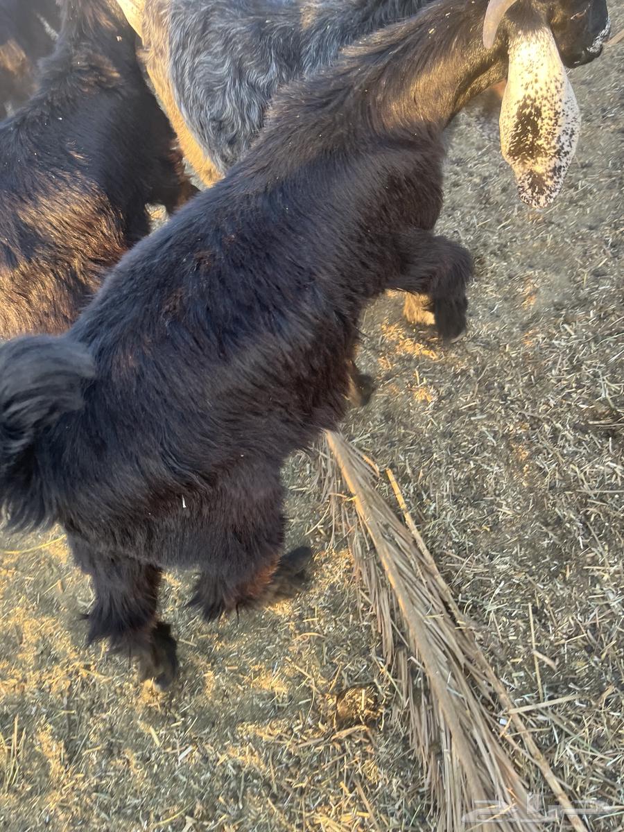 Goats63936907021955111