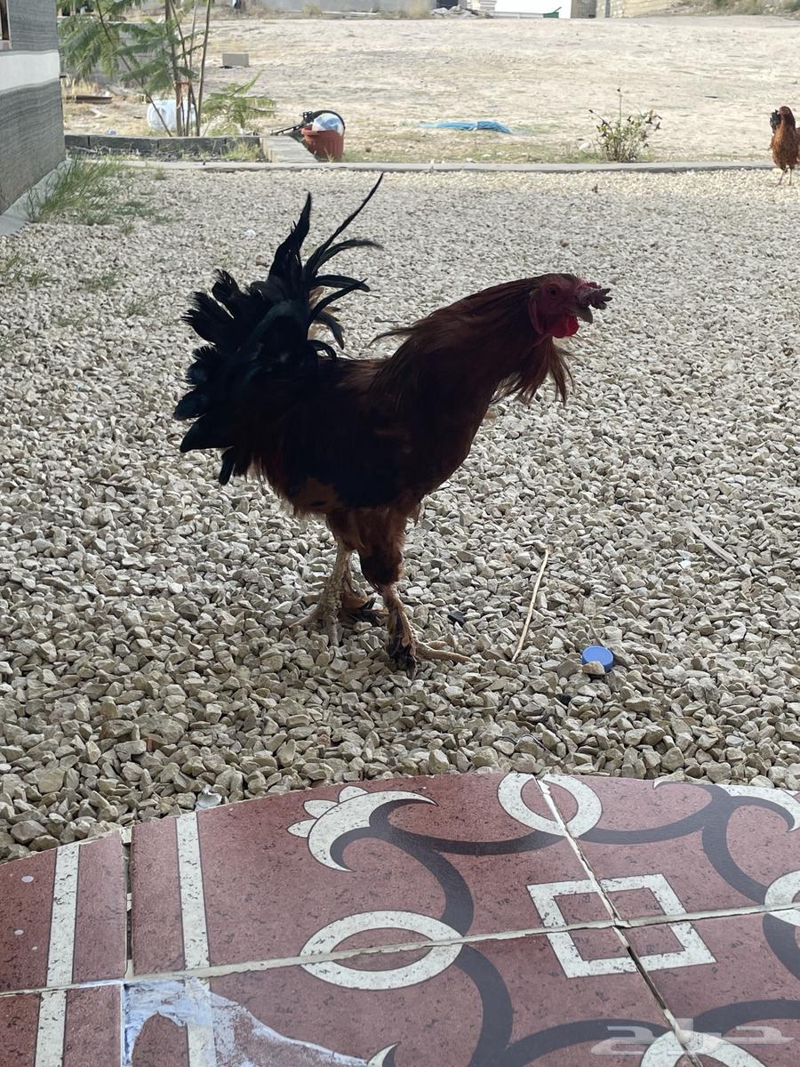 Local rooster for sale63935876664706114