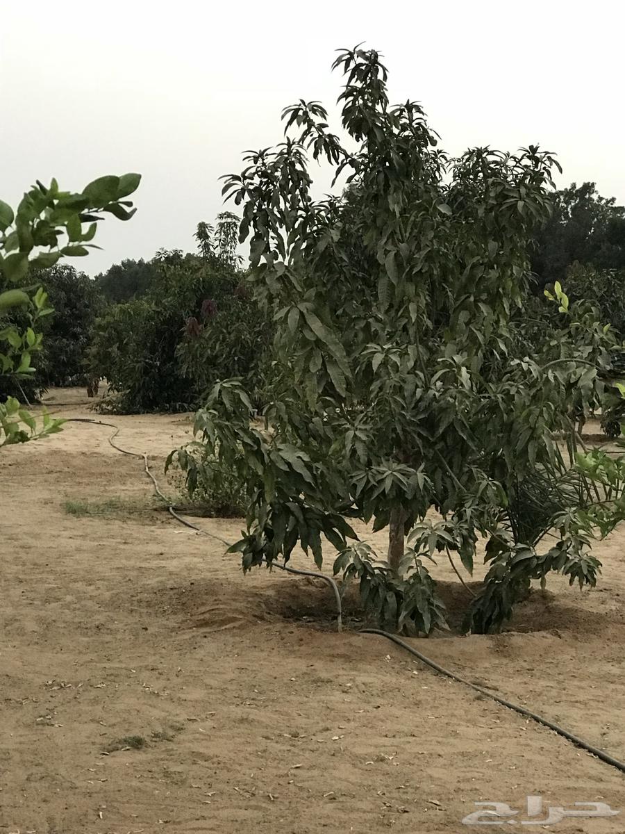 Mazra'a H64177221901954112