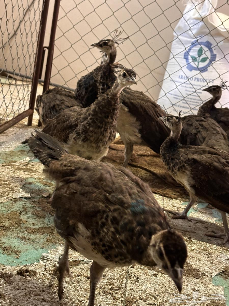 Peacock or peahen for sale63935066421122112
