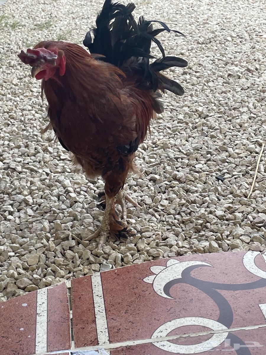 Local rooster for sale63935876664706113