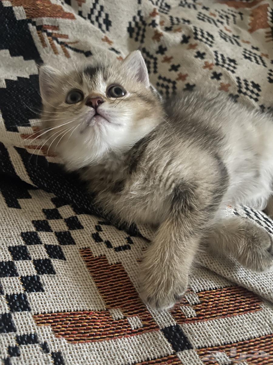 سكوتش ستريت للبيع63675158424321112