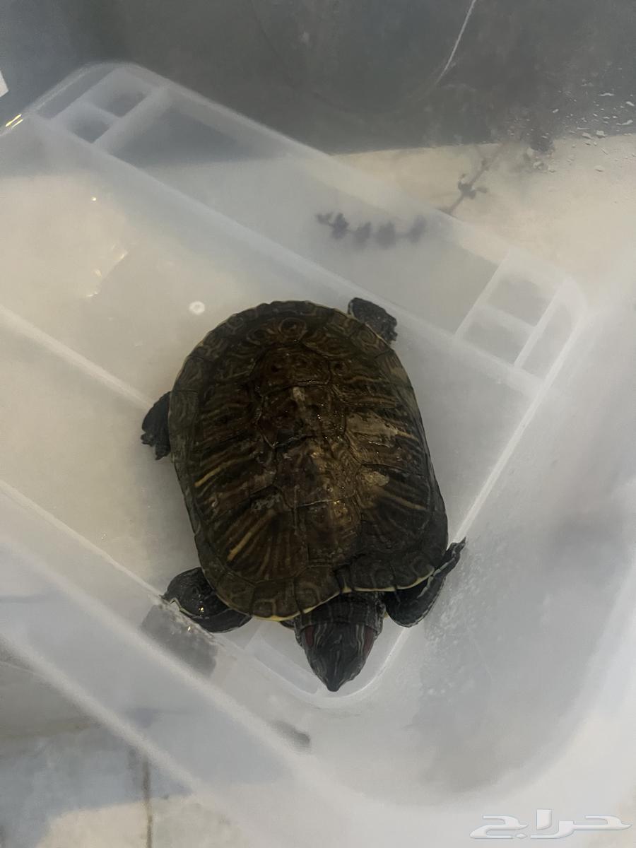 Aquatic turtle for sale63937028167682110
