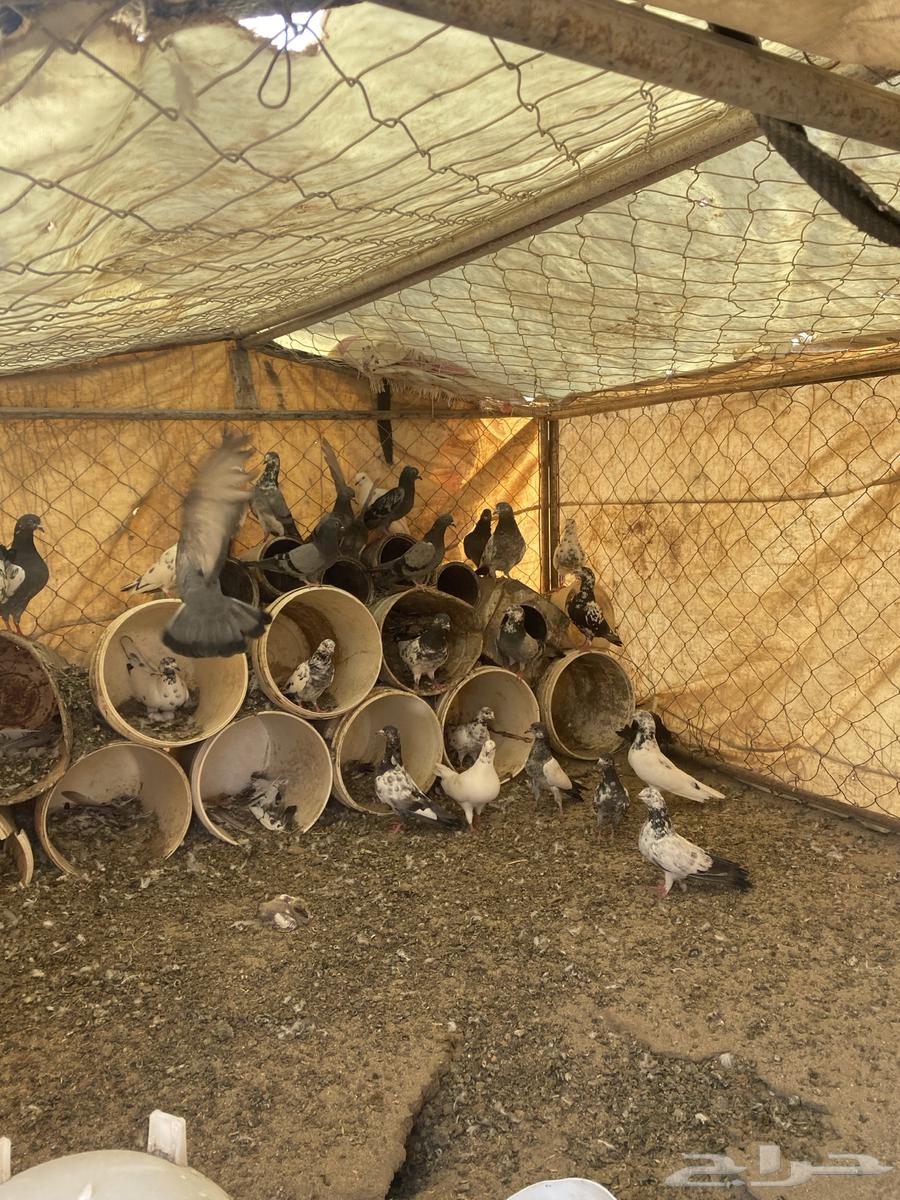 Hamam for sale63947651270019111