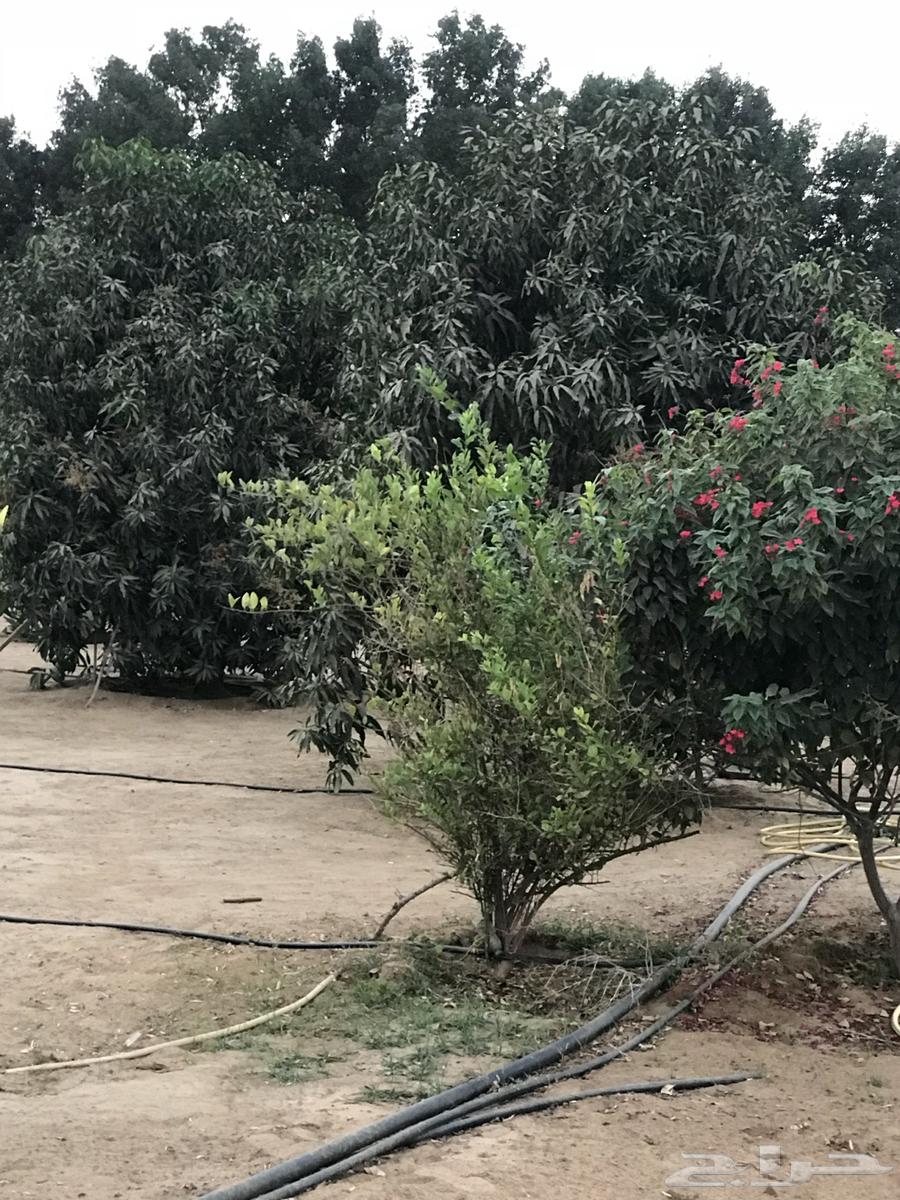 Mazra'a H64177221901954113