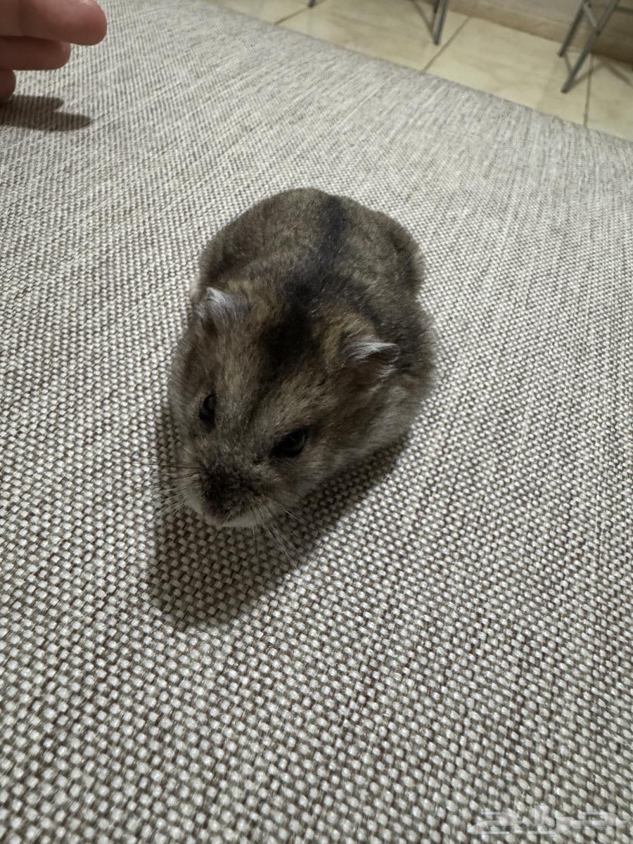 hamster winter white63398433699201112