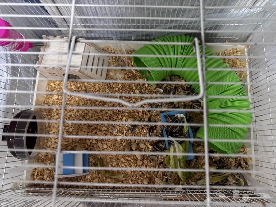 hamster winter white63398433699201111