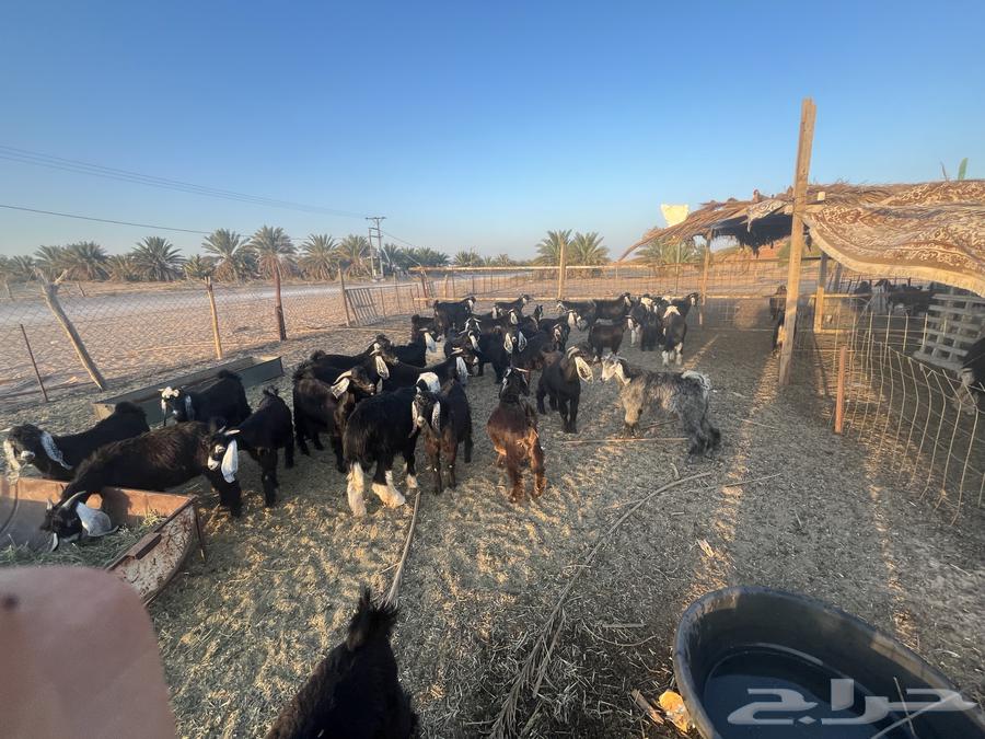 Goats63936907021955114