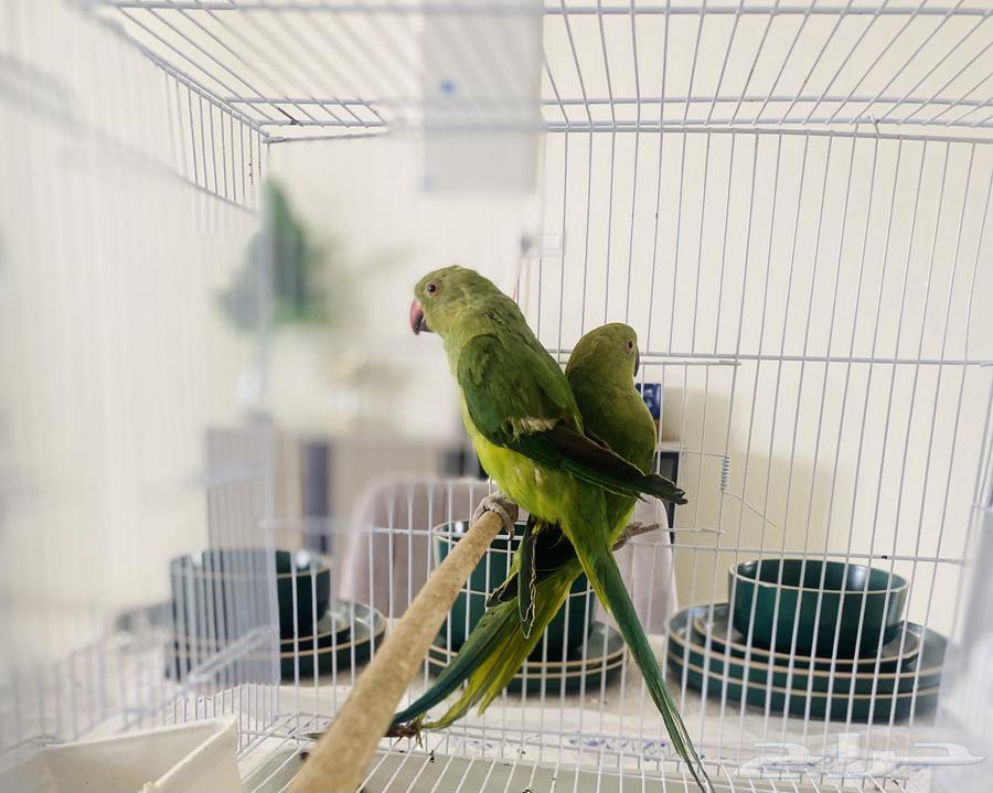 Darah Birds Pair63930982177539112