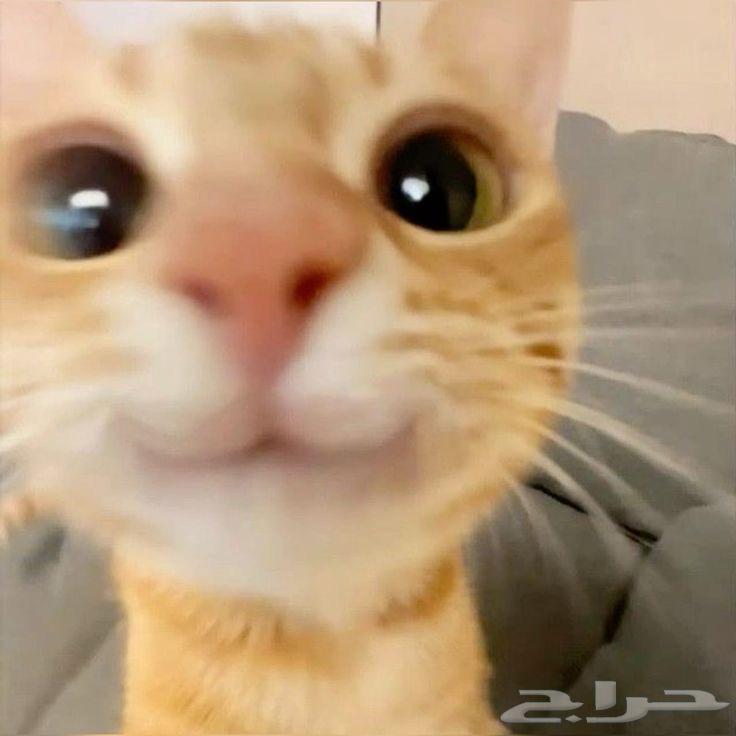 سيارة للبيع64174017362305112