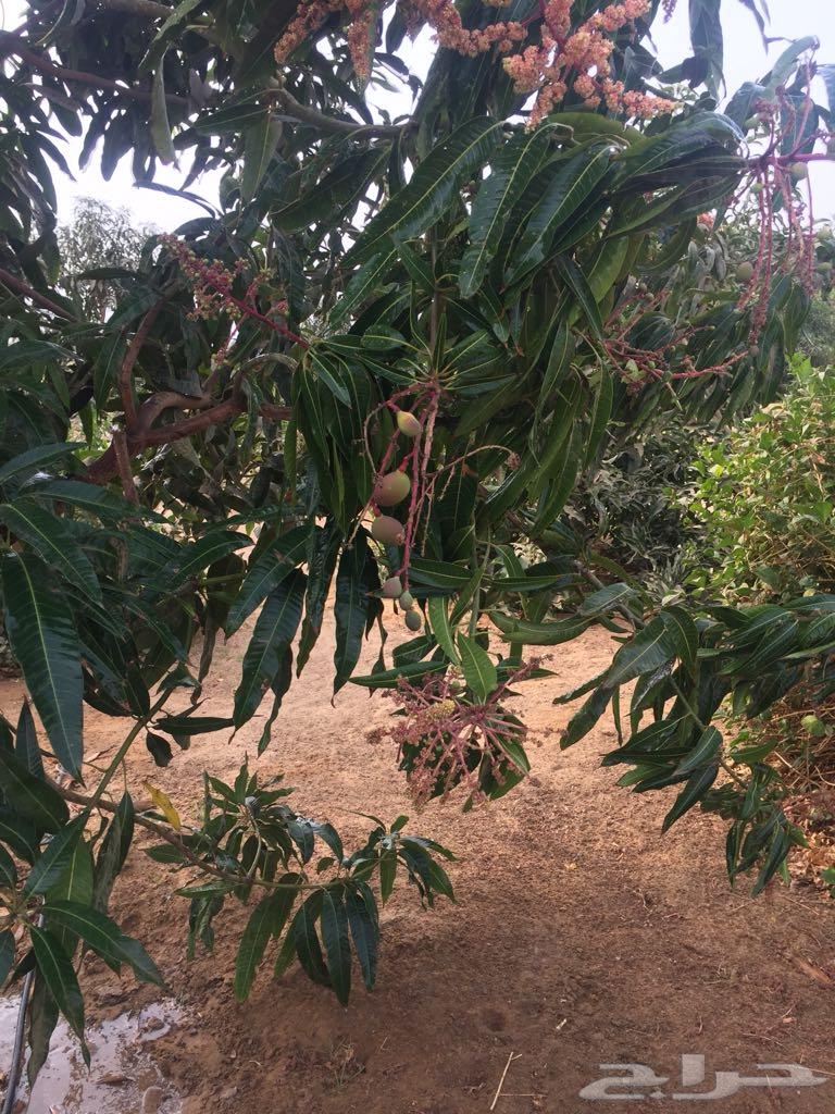 Mazra'a H64177221901954114