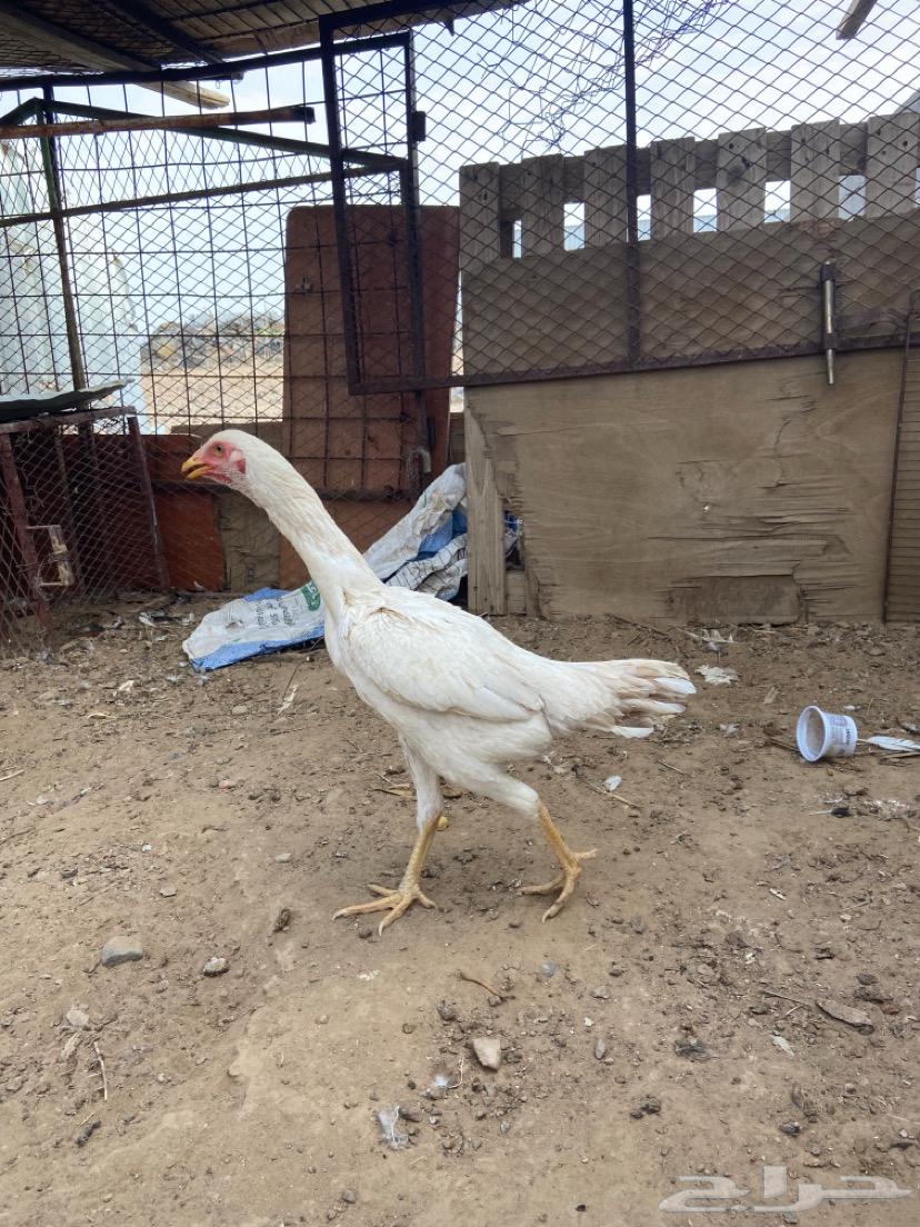 دجاجه بكستانية63935876307585111