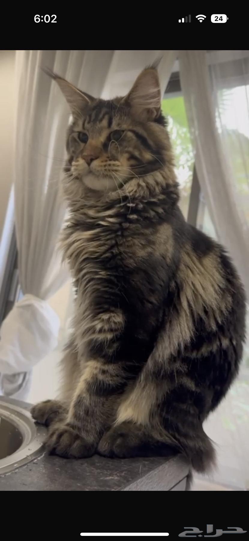 Maine Coon cats only, our giant cats for sale63928642511363113