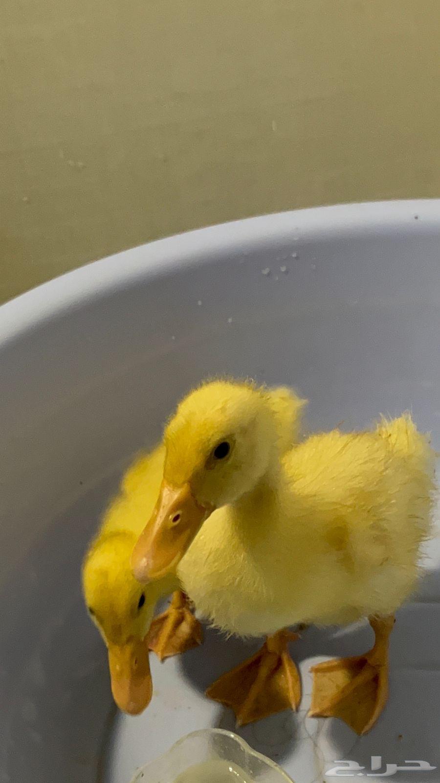 Pair of Ducks (Sold)63941594721795110