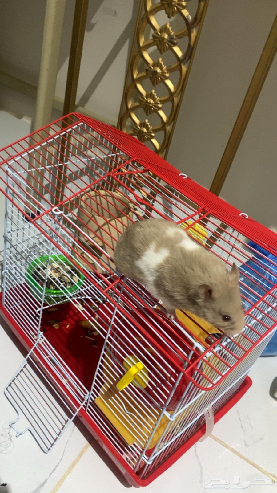 هامستر نضيف معى جميع اغراضه64208637065859110