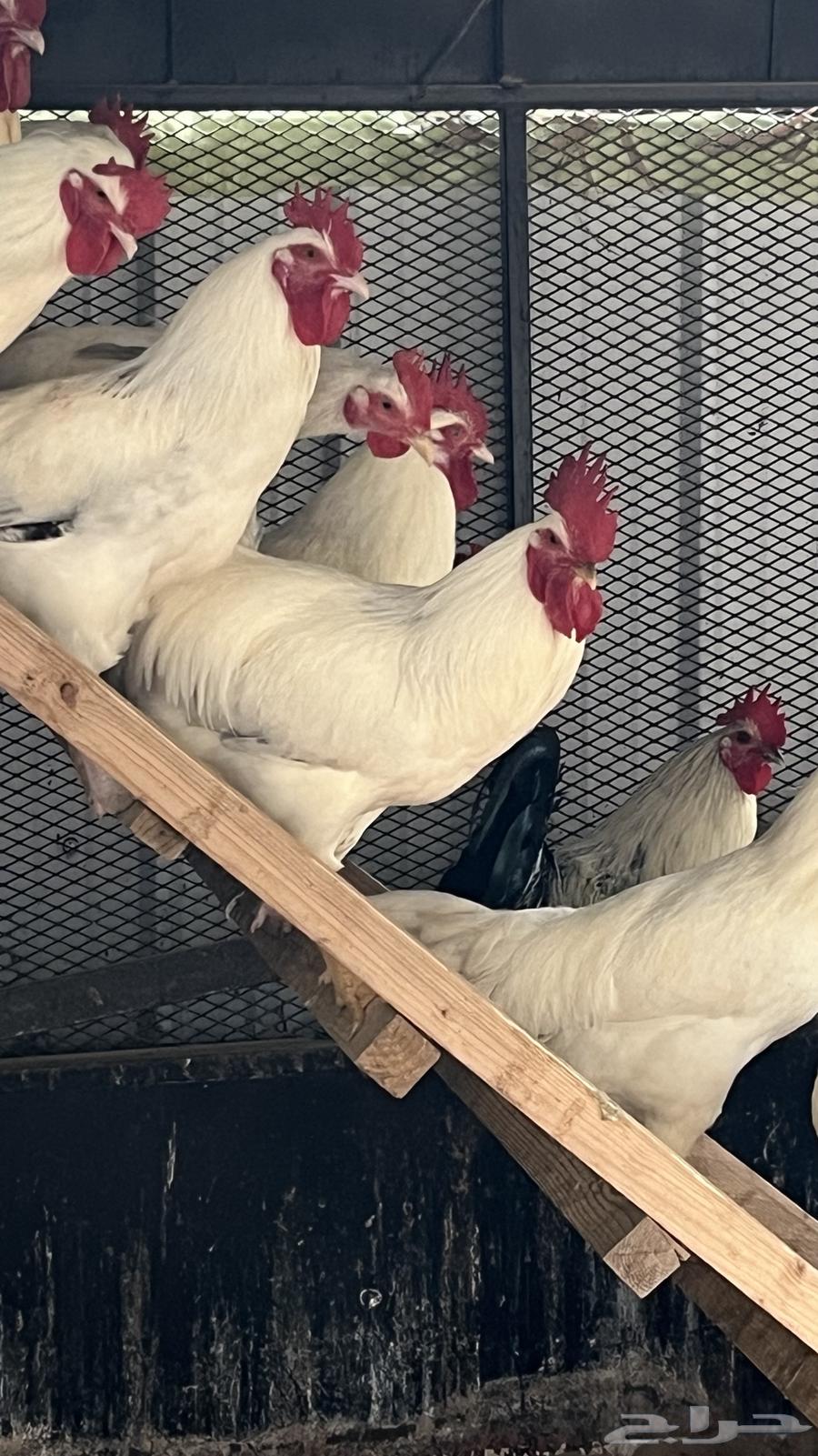 Premium breed turkey roosters for sale, retail and wholesale63952618952961112