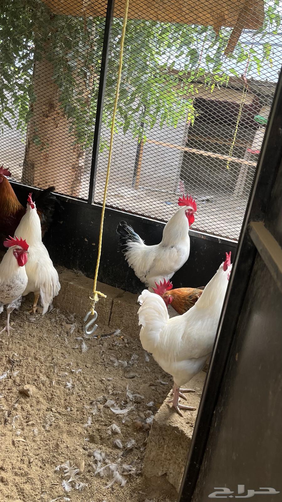 Premium breed turkey roosters for sale, retail and wholesale63952618952961111