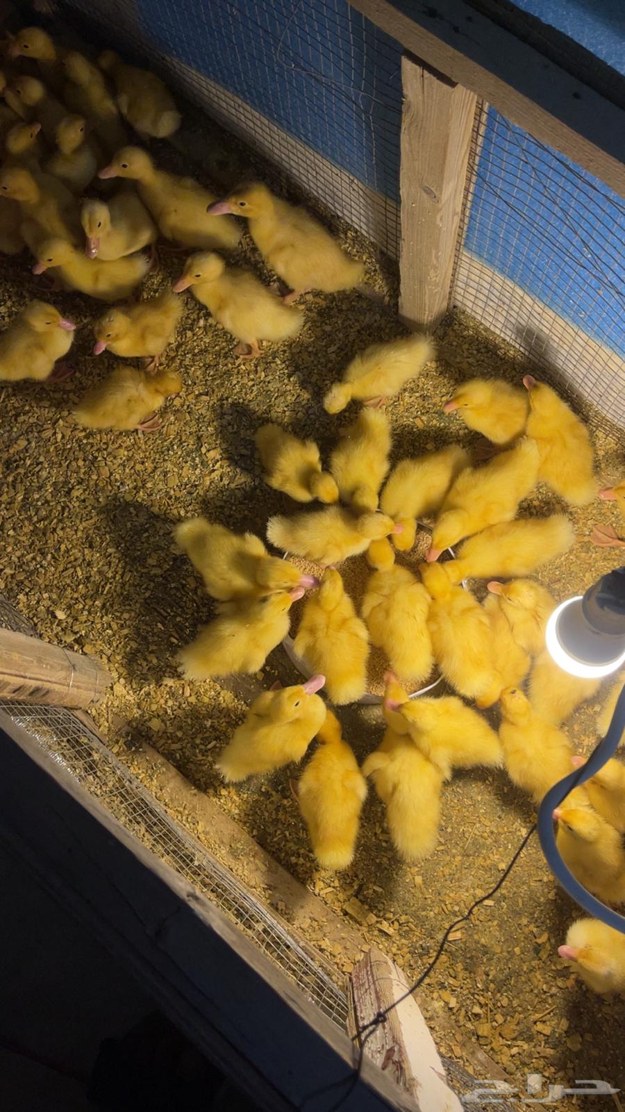 Duck for sale63957783644547110