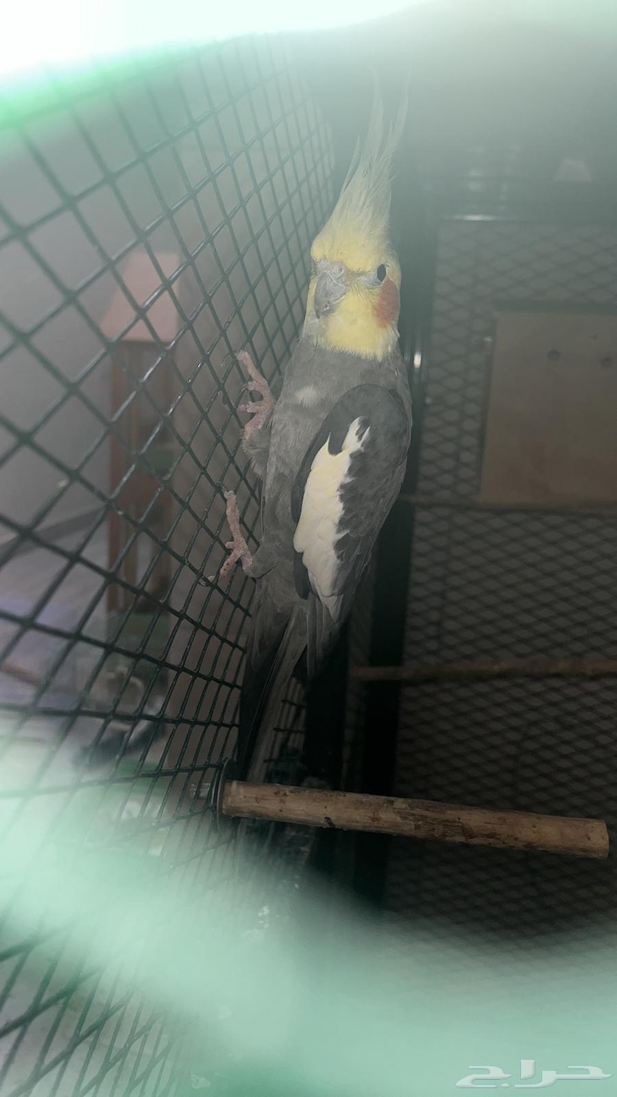 Male crow, not domesticated633861234403851121