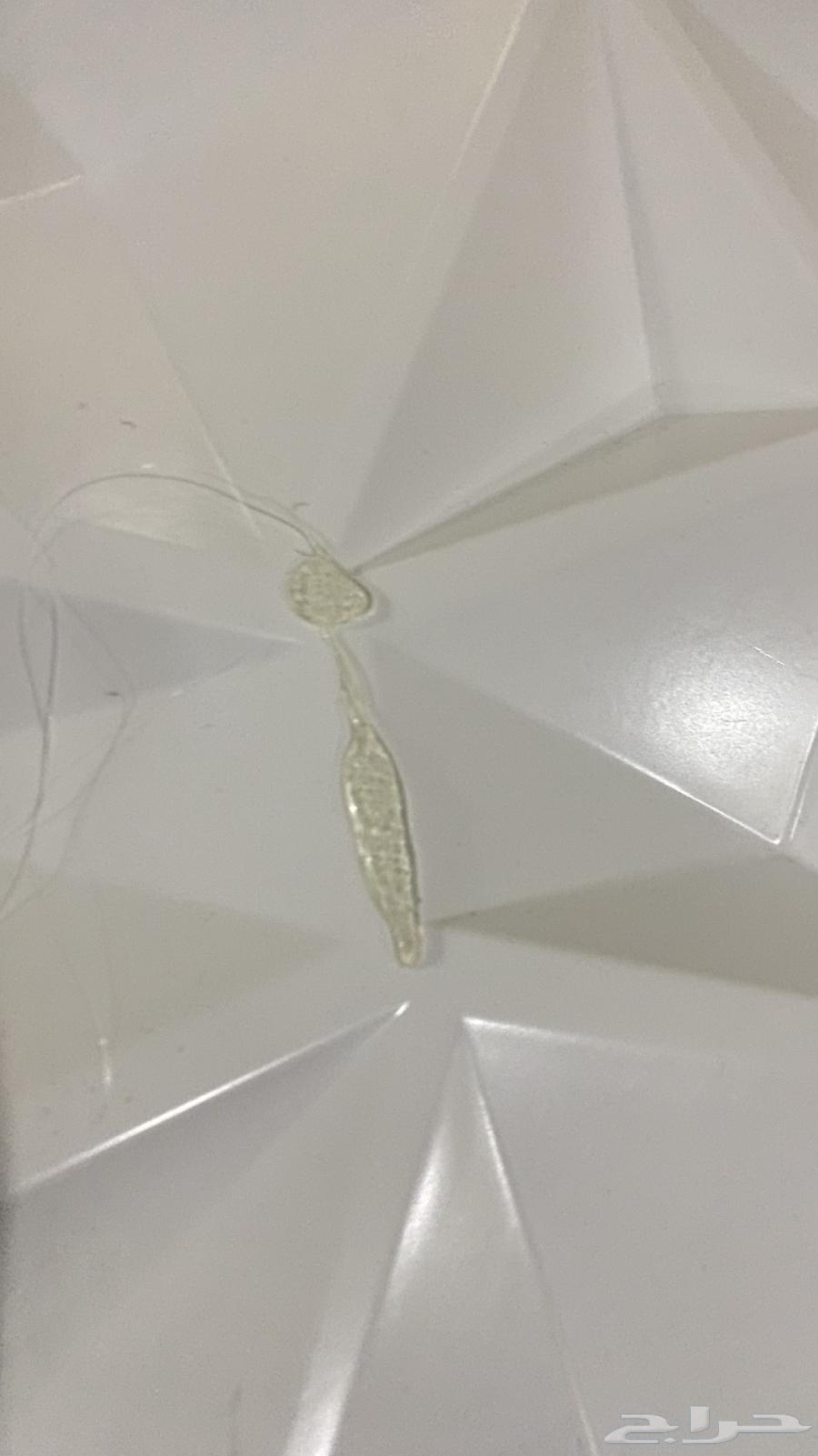 3D Setup Decoration63955890868865112