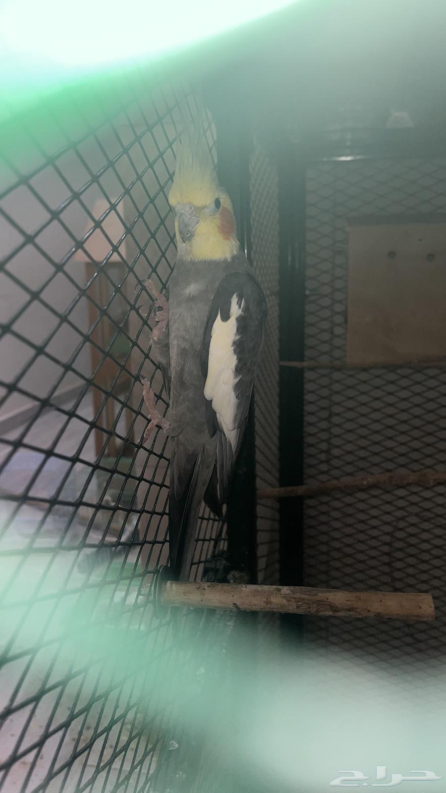 Male crow, not domesticated63386123440385111