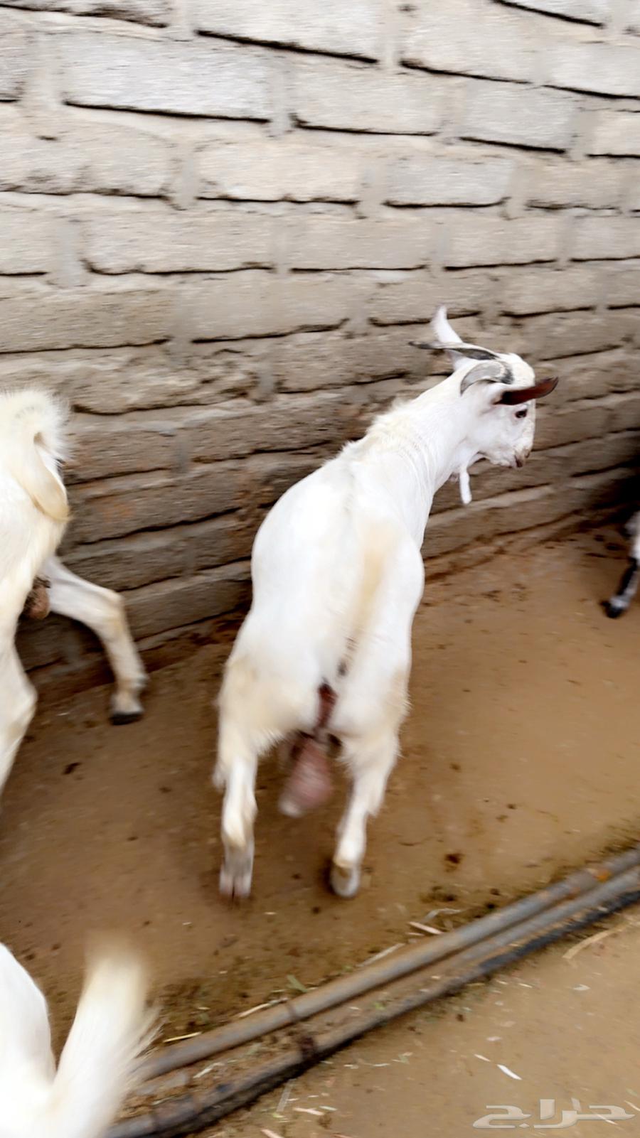 Tious for sale63950705266945111