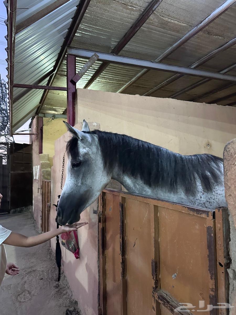 Popular mare Shaikha63951663162497112