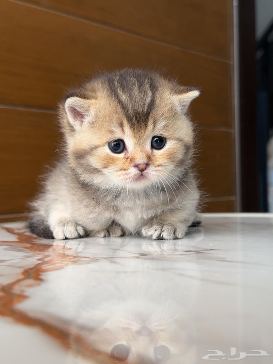 Dwarf Munchkin Male Kittens for Sale63817677794306111