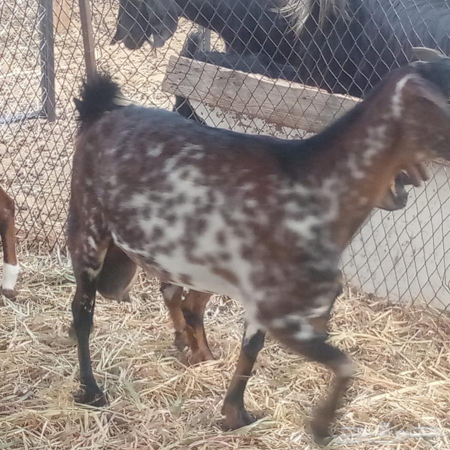 Southern goat63949884058113112