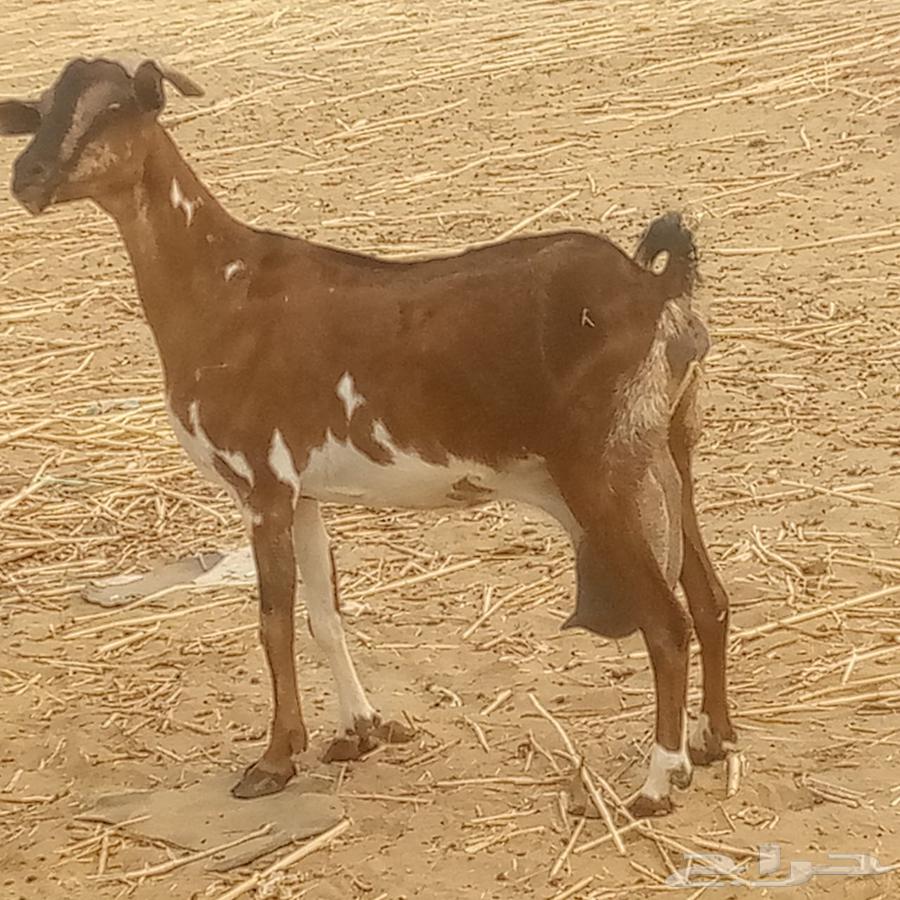 Southern goat63949884058113114