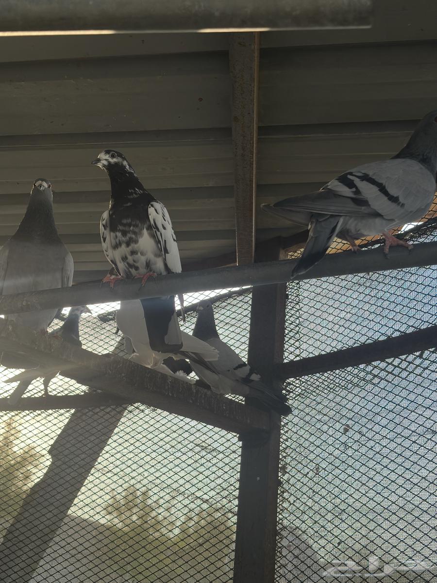 Pakistani Pigeons and Carrier Pigeons for Sale63946941918722110