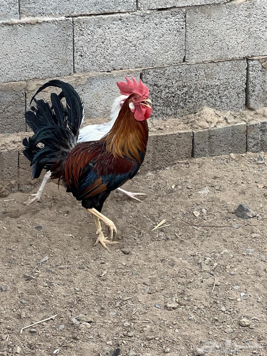 Rooster No. 4 Hen63618763469057112