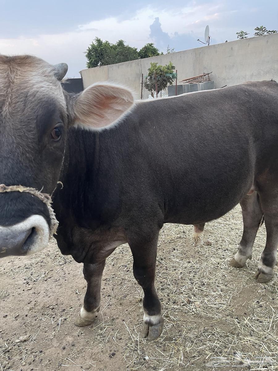 حسيل للبيع64213967170817113