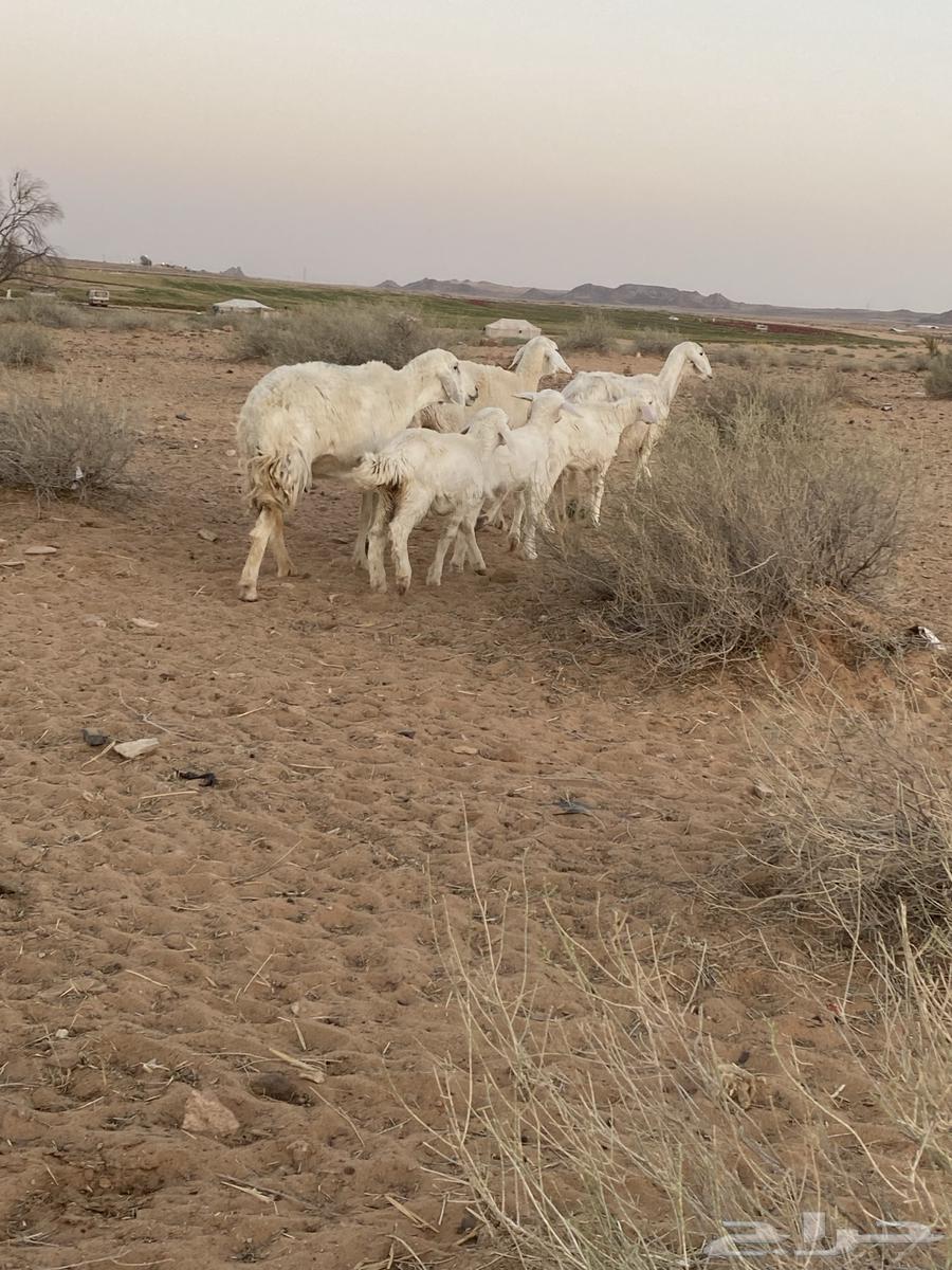 Sheep Raghayth whose offspring are large63736600451843112