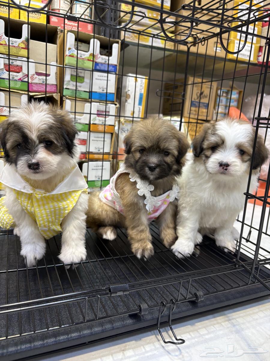 Maltese puppies mini size63944502672514110