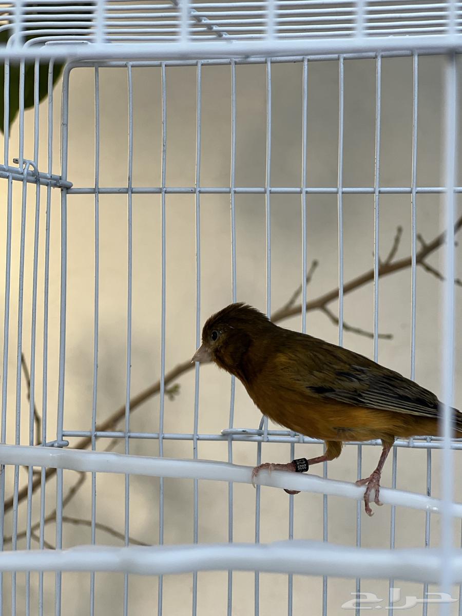 Copper-colored male canary63901451829251113