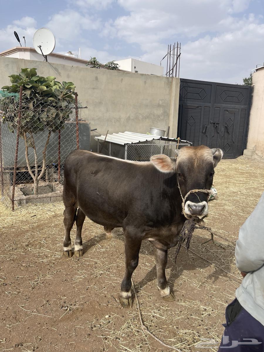 حسيل للبيع64213967170817112