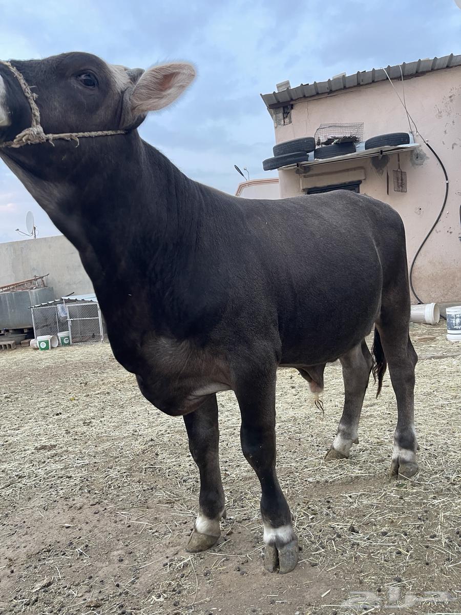 حسيل للبيع64213967170817111