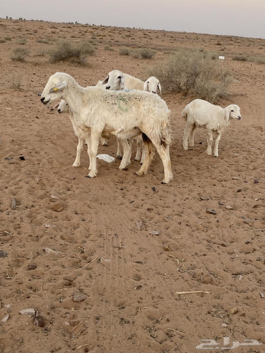 Sheep Raghayth whose offspring are large63736600451843111