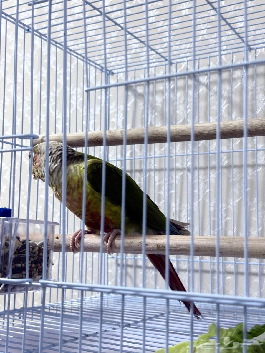 Cockatoo Pineapple Male Breeder with Certificate Non-Tame for Breeding Only63954238640385112