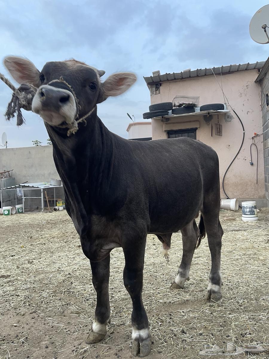 حسيل للبيع64213967170817110