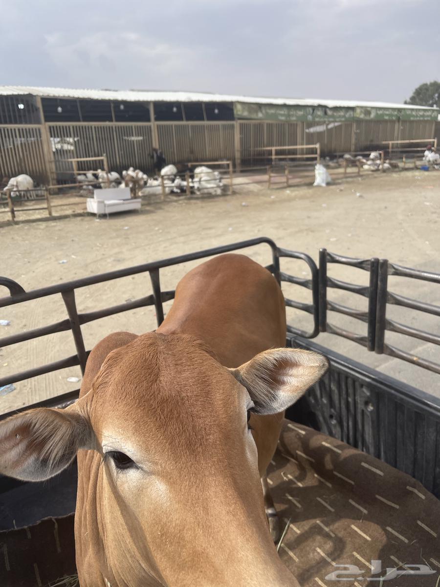 حسيله لبنيه64212916242435110