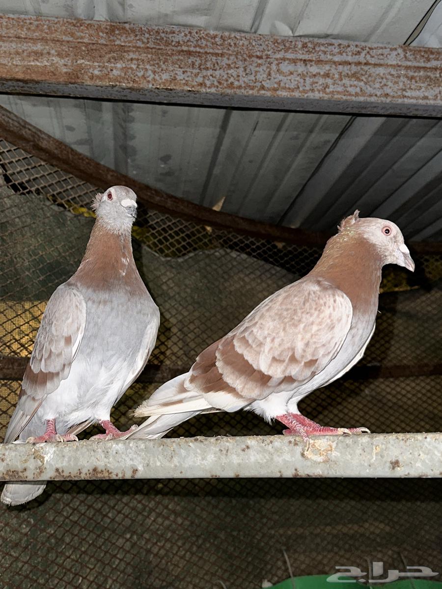 Pakistani Pigeons and Carrier Pigeons for Sale63946941918722113